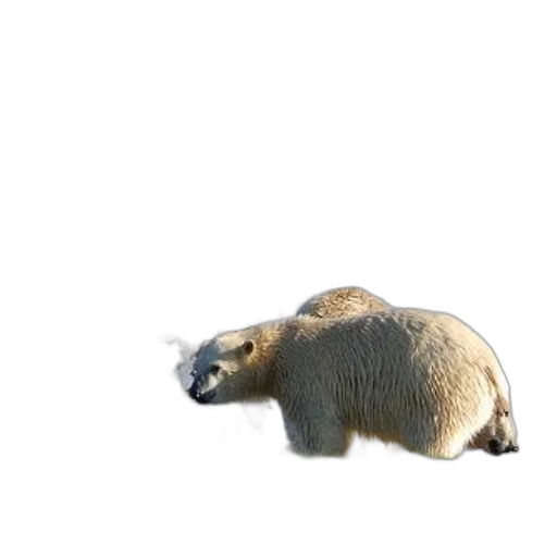 animal, creature, staff, food, 3d render, concept art, photorealistic, pixel art transparent PNG cut-out