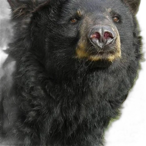 animal, face, creature, staff, photorealistic, close-up, black, bear transparent PNG cut-out