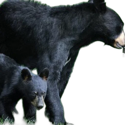 animal, concept art, mother, black, bear, her, cub, explore transparent PNG cut-out
