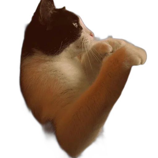 animal, hat, staff, creature transparent PNG cut-out