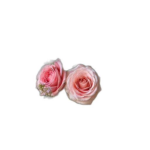 flower, jewelry, crown, food transparent PNG cut-out