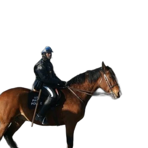 animal, jacket, hat, photorealistic, concept art, 3d render, mounted, police transparent PNG cut-out