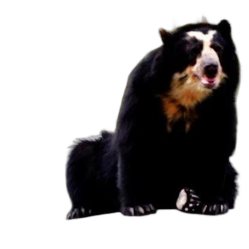 animal, staff, creature, photorealistic, 3d render, concept art, black, bear transparent PNG cut-out
