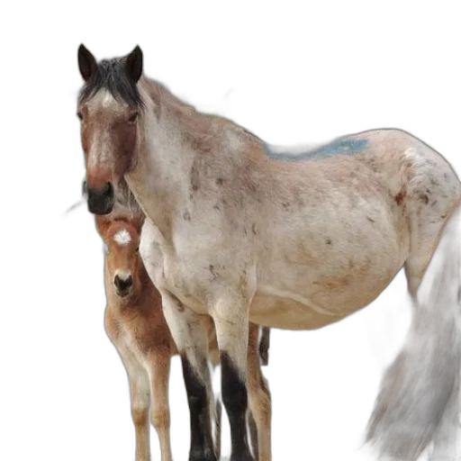 animal, creature, hair, staff, photorealistic, oil painting, concept art, watercolor transparent PNG cut-out