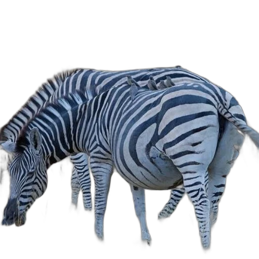 animal, creature, hat, furniture, 3d render, concept art, photorealistic, two transparent PNG cut-out