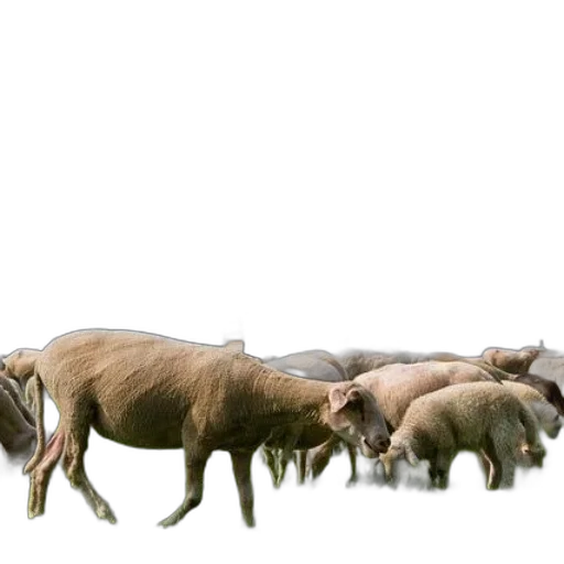 animal, creature, food, dragon, concept art, 3d render, photorealistic, herd transparent PNG cut-out