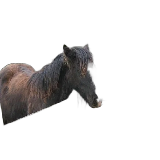 animal, hair, hat, creature, photorealistic, 3d render, concept art, horse transparent PNG cut-out