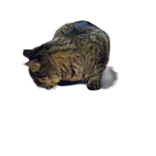 animal, hat, creature, staff, 3d render, photorealistic, pixel art, concept art transparent PNG cut-out