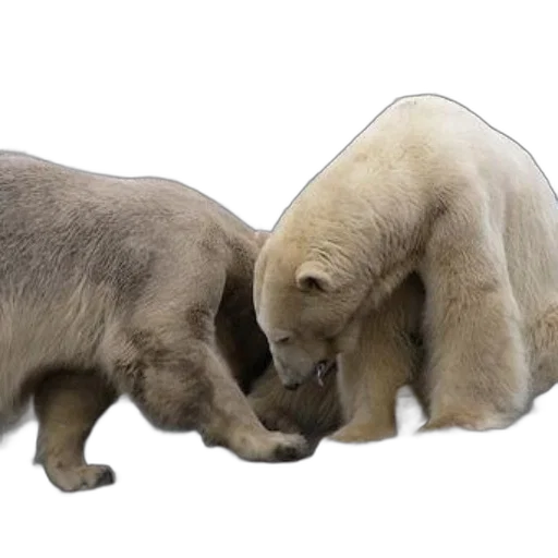 animal, 3d render, two, polar, bears, playfully, interact, rocky transparent PNG cut-out