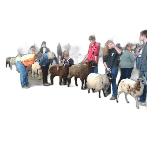 3d render, group, people, stand, arena, sheep transparent PNG cut-out