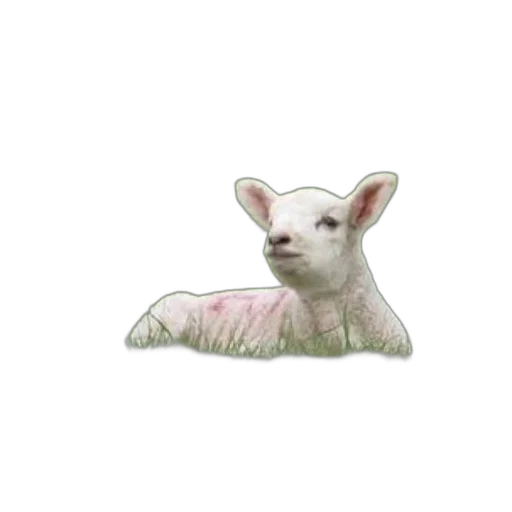 animal, creature, food, face, photorealistic, pixel art, 3d render, watercolor transparent PNG cut-out