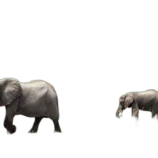 animal, creature, jewelry, furniture, 3d render, concept art, photorealistic, two transparent PNG cut-out