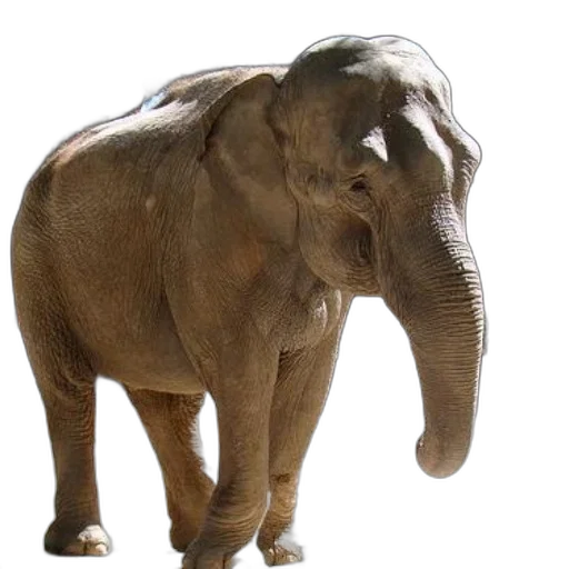 animal, creature, staff, hat, 3d render, photorealistic, concept art, majestic transparent PNG cut-out