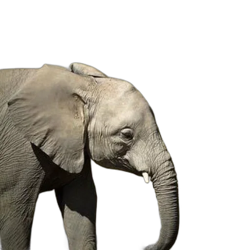 animal, creature, hat, face, 3d render, photorealistic, concept art, majestic transparent PNG cut-out