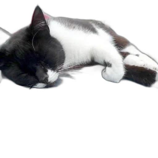staff, animal, creature, photorealistic, 3d render, black, white, cat transparent PNG cut-out