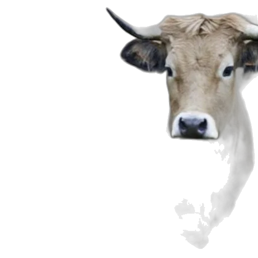 animal, face, mask, creature, photorealistic, concept art, 3d render, two transparent PNG cut-out