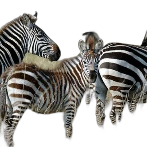 animal, creature, jewelry, 3d render, concept art, photorealistic, fantasy art, family transparent PNG cut-out