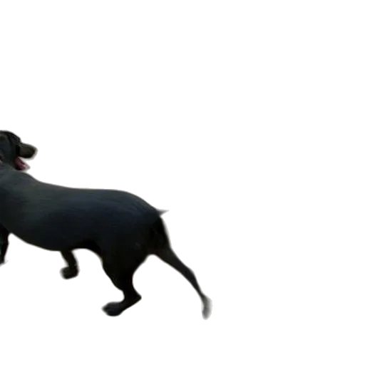 animal, creature, 3d render, photorealistic, concept art, black, dog, white transparent PNG cut-out