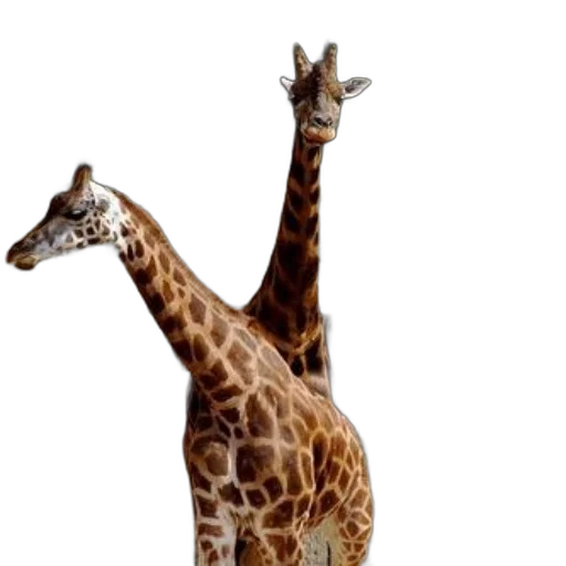 animal, creature, staff, 3d render, photorealistic, concept art, two, giraffes transparent PNG cut-out