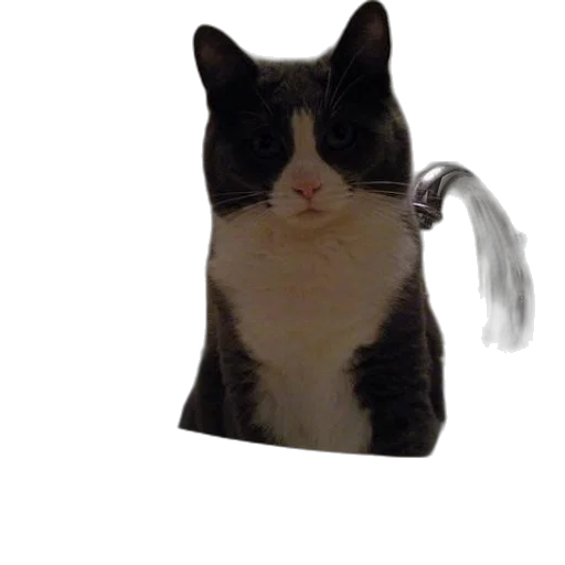 staff, animal, hat, face transparent PNG cut-out