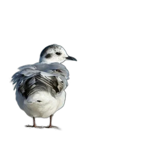 animal, hat, crown, creature, 3d render, photorealistic, concept art, pixel art transparent PNG cut-out