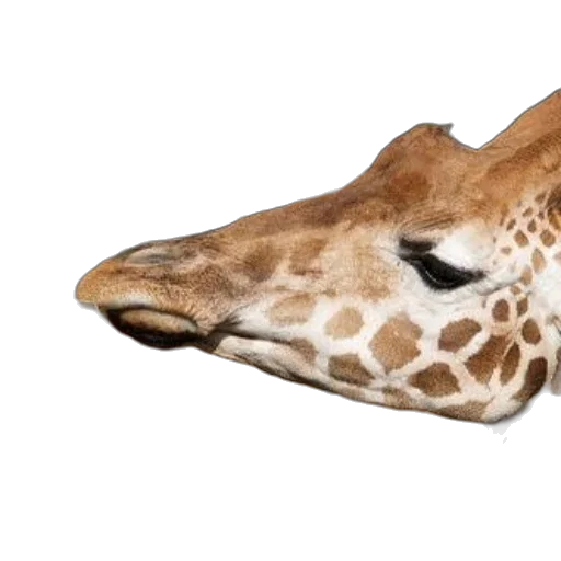 animal, shoes, mask, creature, photorealistic, 3d render, giraffes, feeding transparent PNG cut-out