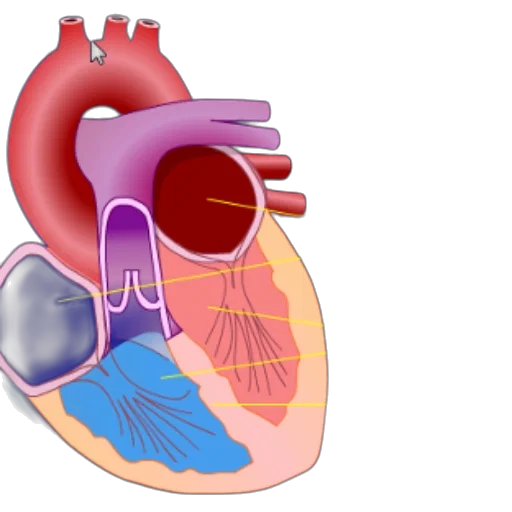 anatomical, illustration, human, heart, highlighting, atria, ventricles, partition transparent PNG cut-out