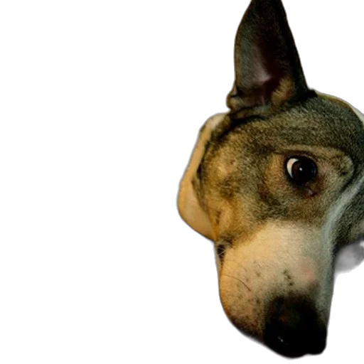 animal, face, creature, staff, photorealistic, 3d render, dog, surprised transparent PNG cut-out