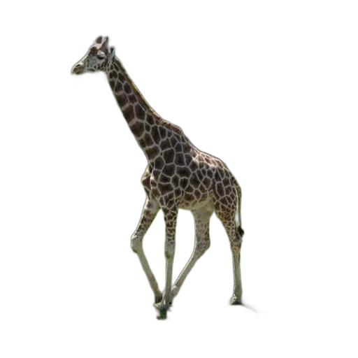 animal, creature, staff, furniture transparent PNG cut-out