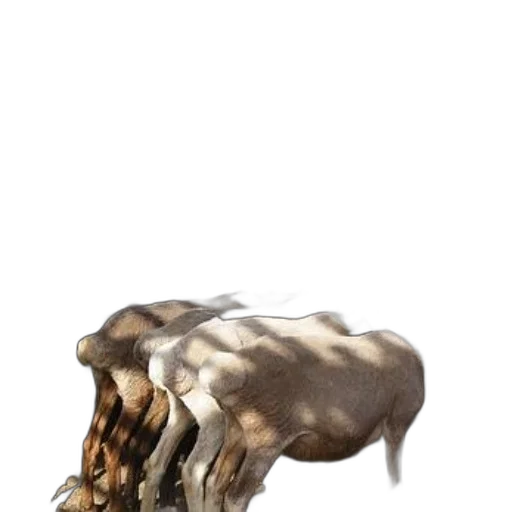 hair, animal, creature, crown, 3d render, concept art, photorealistic, fantasy art transparent PNG cut-out