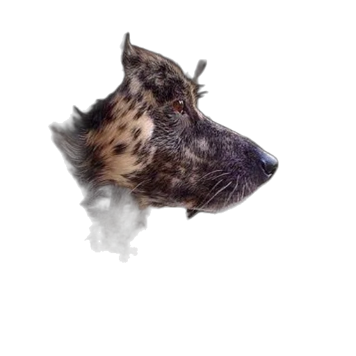 dragon, animal, creature, hair, photorealistic, 3d render, concept art, fantasy art transparent PNG cut-out