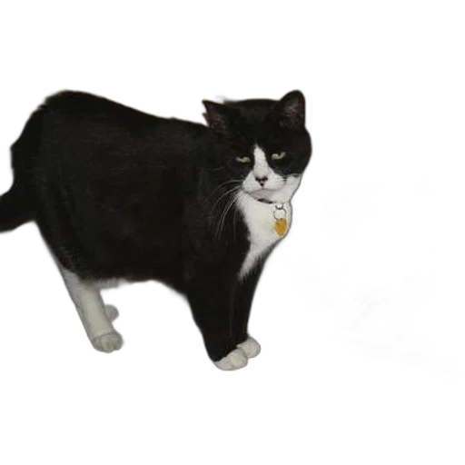 animal, staff, creature, photorealistic, 3d render, concept art, pixel art, black transparent PNG cut-out