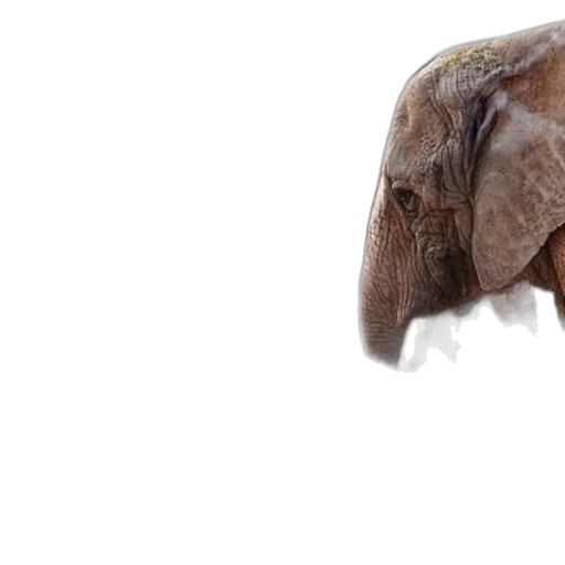 animal, face, creature, mask, photorealistic, 3d render, concept art, two transparent PNG cut-out