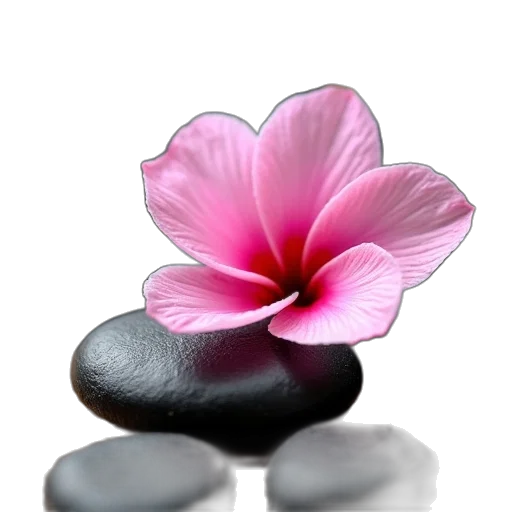 flower, jewelry, crown, hat transparent PNG cut-out