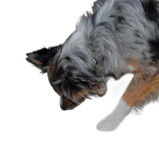 animal, staff, creature, weapon, 3d render, photorealistic, dog, sniffing transparent PNG cut-out