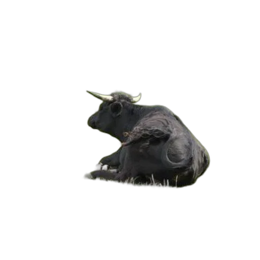 animal, dragon, creature, hat, photorealistic, 3d render, concept art, oil painting transparent PNG cut-out