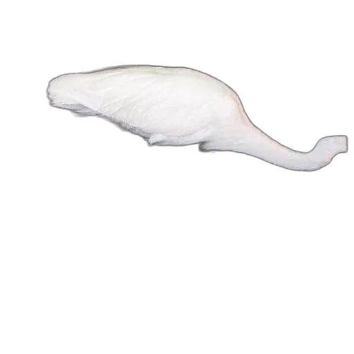 animal, hat, creature, hair transparent PNG cut-out