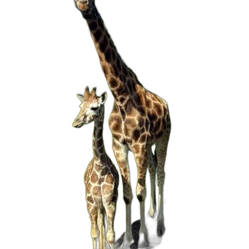 animal, creature, staff, weapon, concept art, 3d render, photorealistic, watercolor transparent PNG cut-out