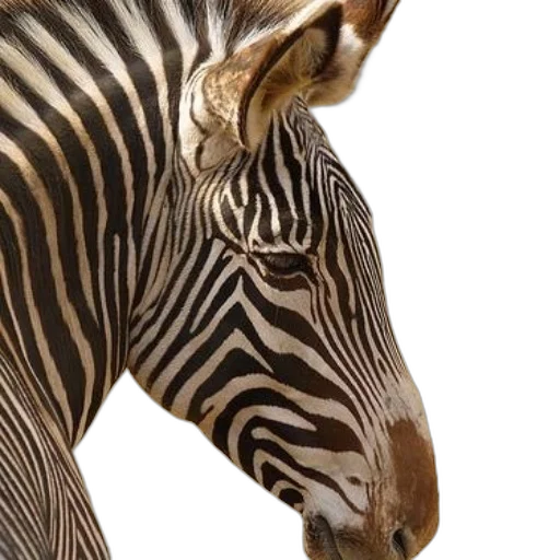 animal, creature, jewelry, face, photorealistic, 3d render, concept art, monochrome transparent PNG cut-out