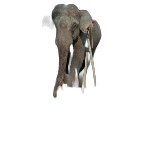 animal, creature, staff, umbrella, 3d render, concept art, photorealistic, oil painting transparent PNG cut-out