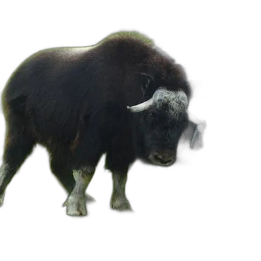 animal, creature, hair, staff, photorealistic, concept art, musk, stands transparent PNG cut-out