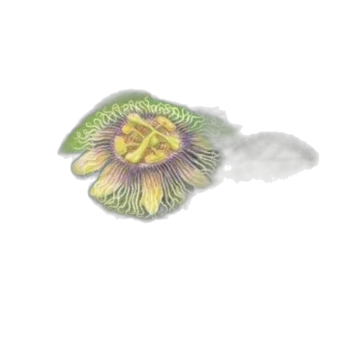 flower, crown, face, hair, watercolor, photorealistic, pencil sketch, concept art transparent PNG cut-out