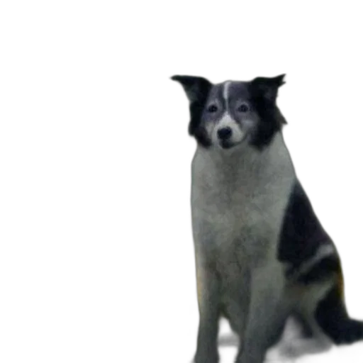 animal, staff, creature, 3d render, photorealistic, concept art, dog, life transparent PNG cut-out