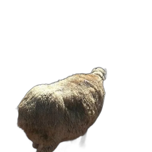 hair, animal, creature, hat, 3d render, photorealistic, concept art, children transparent PNG cut-out