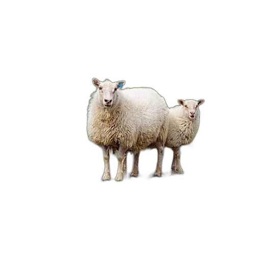 animal, jewelry, creature, dress, 3d render, two, sheep, stand transparent PNG cut-out