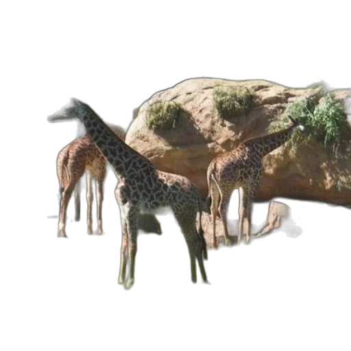 animal, creature, dragon, hat, 3d render, concept art, photorealistic, three transparent PNG cut-out