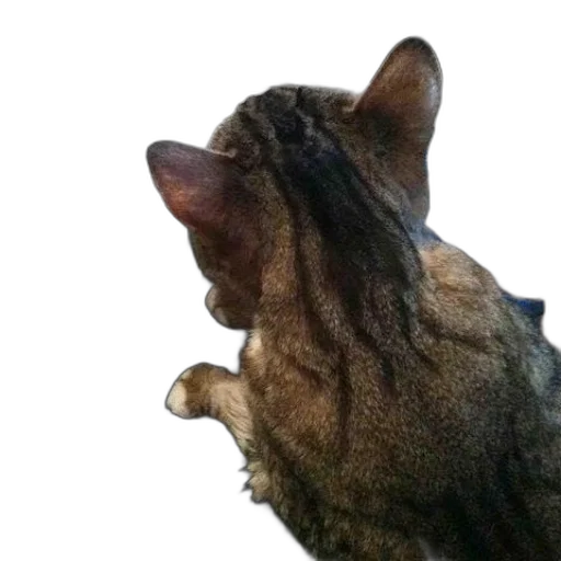 animal, staff, creature, face, photorealistic, 3d render, cat, sits transparent PNG cut-out
