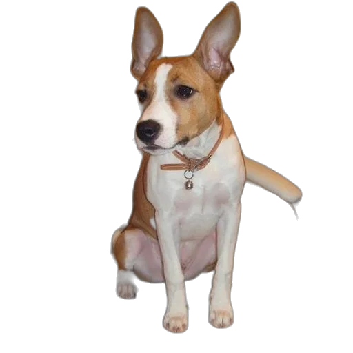 staff, animal, creature, face transparent PNG cut-out