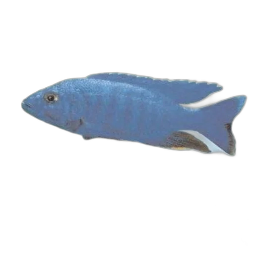 animal, creature, staff, food, 3d render, photorealistic, underwater, book transparent PNG cut-out