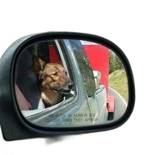 face, animal, car, creature transparent PNG cut-out